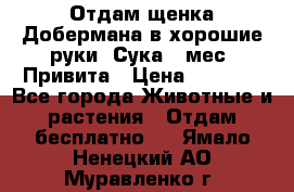 Отдам щенка Добермана в хорошие руки. Сука 5 мес. Привита › Цена ­ 5 000 - Все города Животные и растения » Отдам бесплатно   . Ямало-Ненецкий АО,Муравленко г.